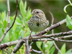 Lincoln's Sparrow